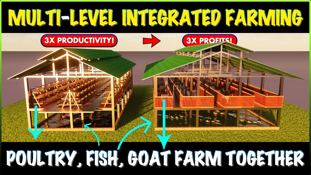 Integrated Farming Techniques: Fish, Goat, and Chicken for Maximum Productivity