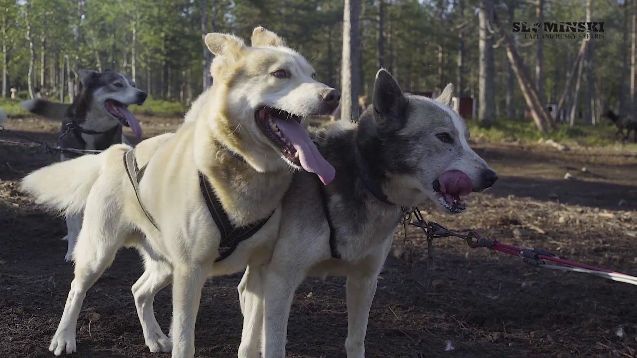 Summer Husky Safari in Lapland