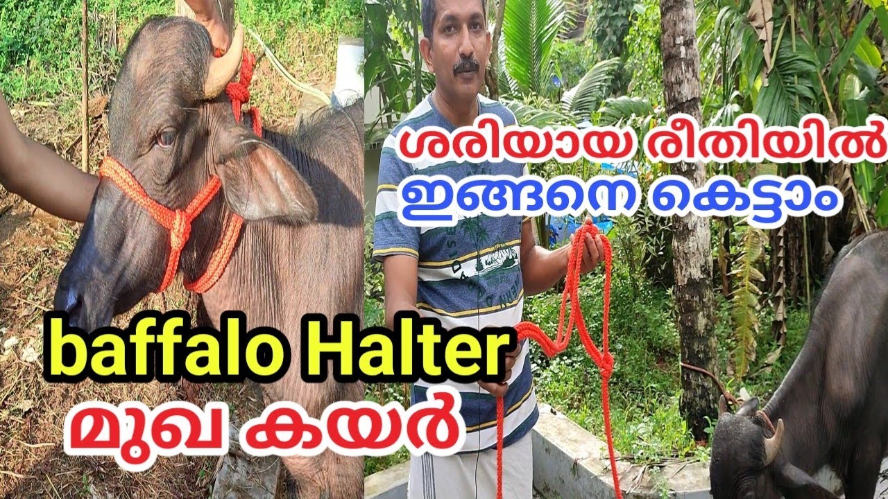 baffalo Halter | മുഖ കയർ കെട്ടൽ|പോത്ത്,എരുമ,മൂരി,കാള