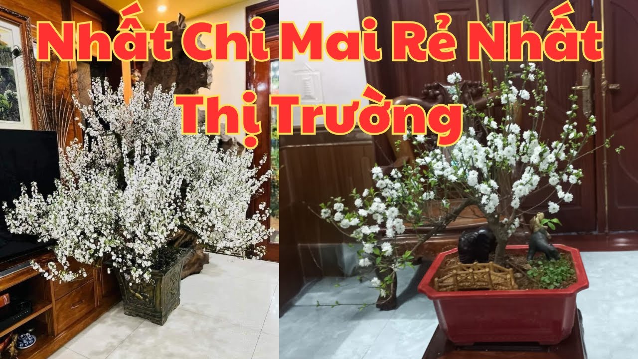 Báo Giá Nhất Chi Mai Bonsai Rẻ Nhất 2026