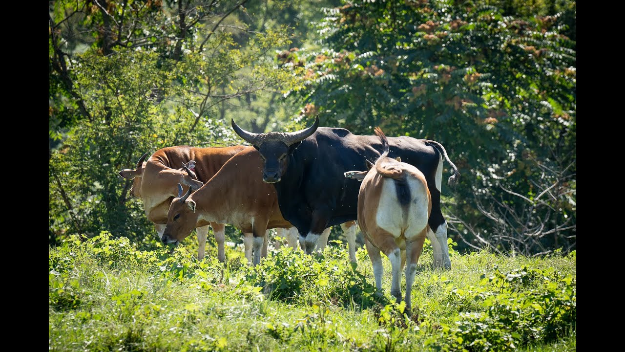 All About Banteng