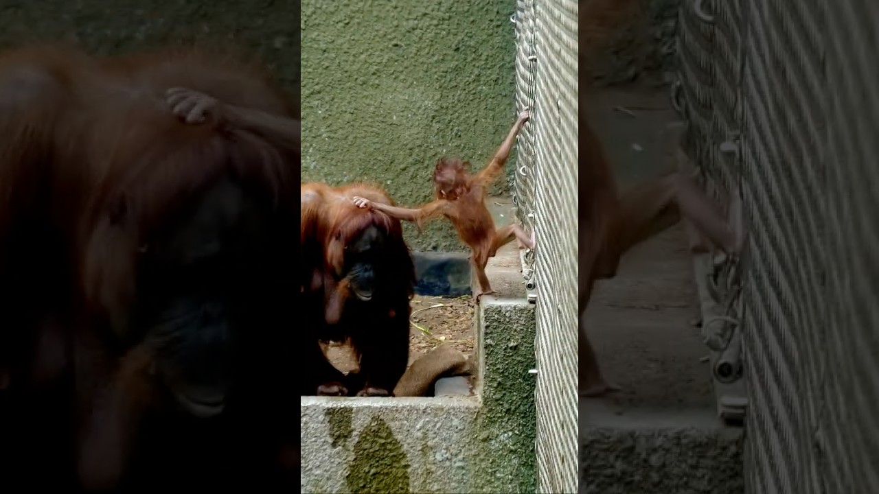 Orangutan Baby Successfully Reunites With Mom! #shorts
