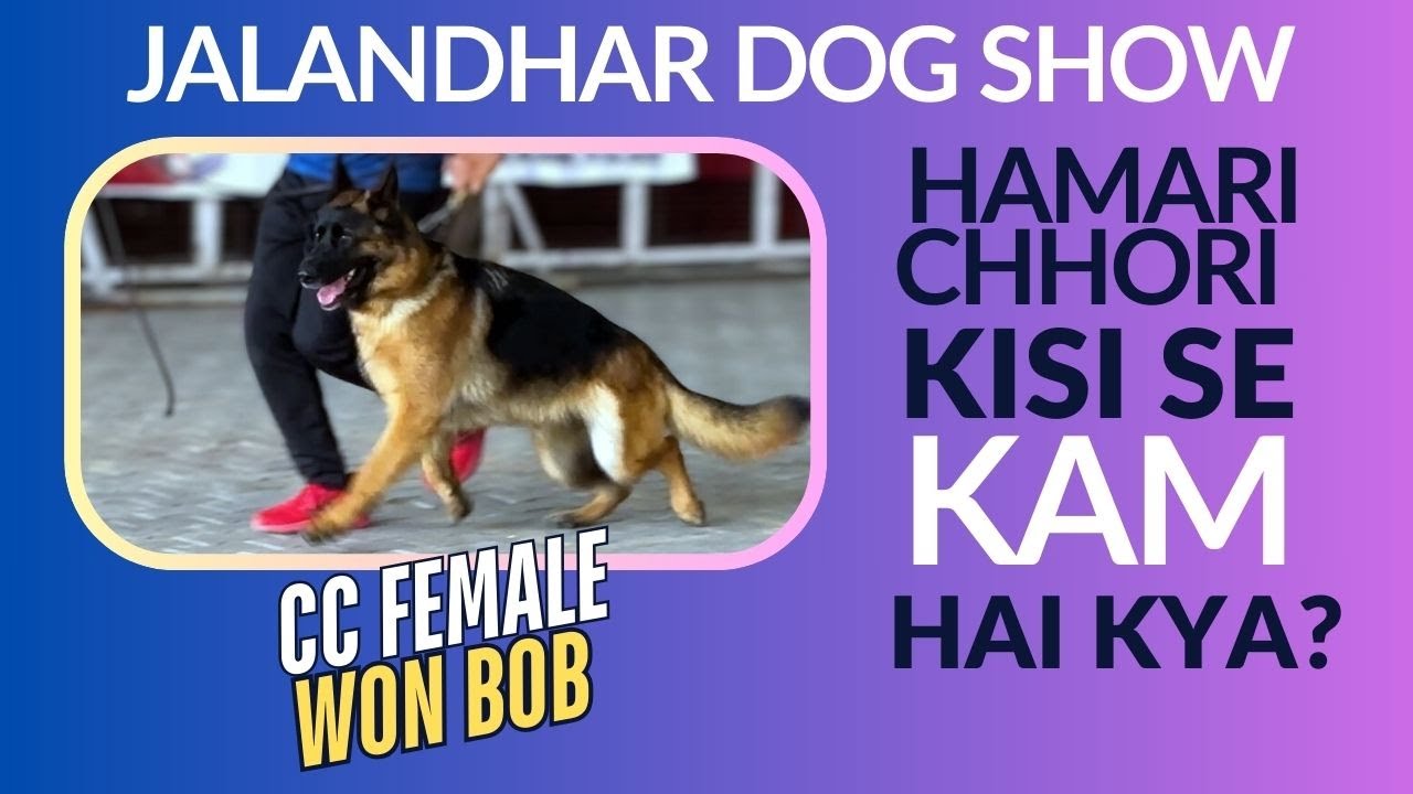 Jalandhar Dog Show | German Shepherd Ring mein Hua Kamaal | Chhori Jeet Gayi ! Judge: Philip John