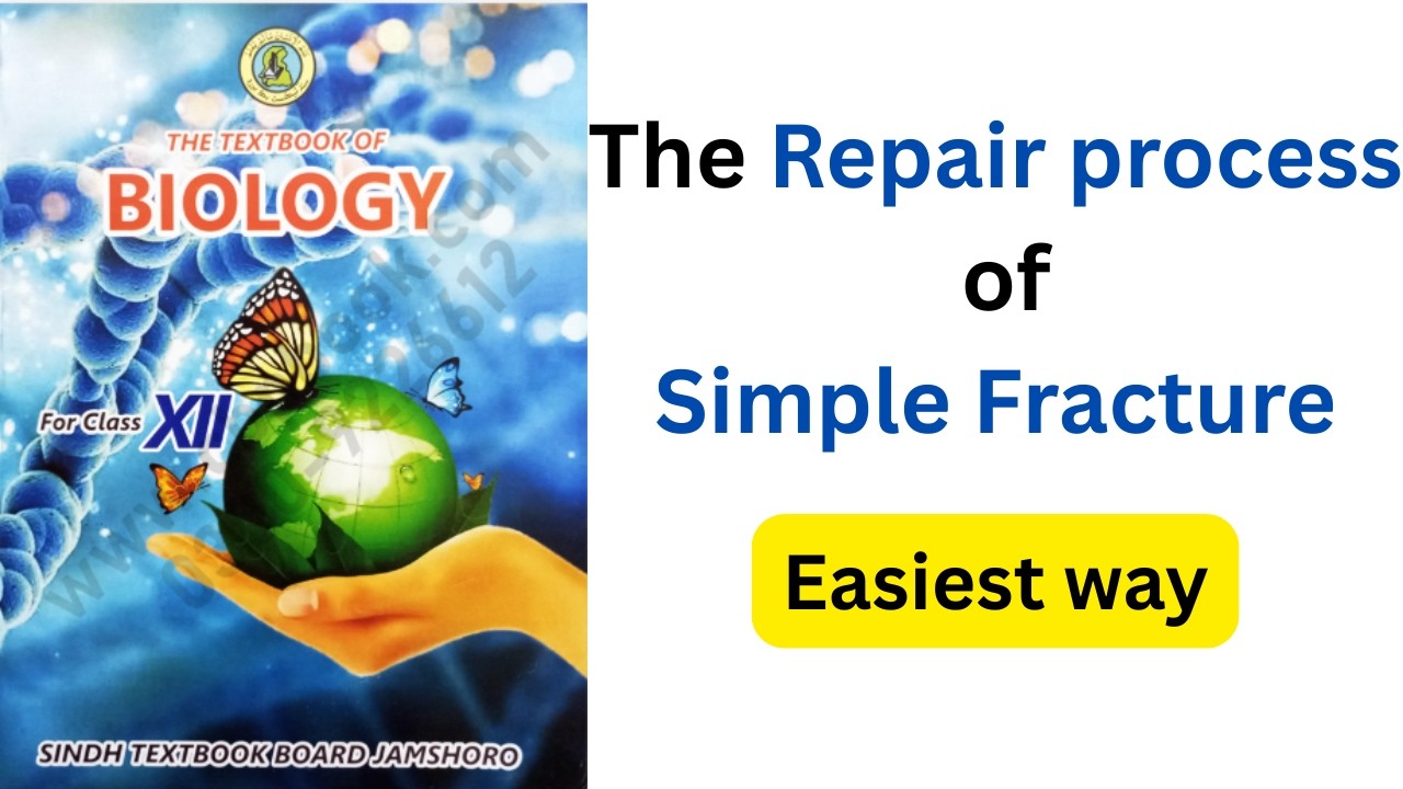 The Repair Process of Simple Fracture |chapter 16 Support & Movement 12th class biology Sindh board|
