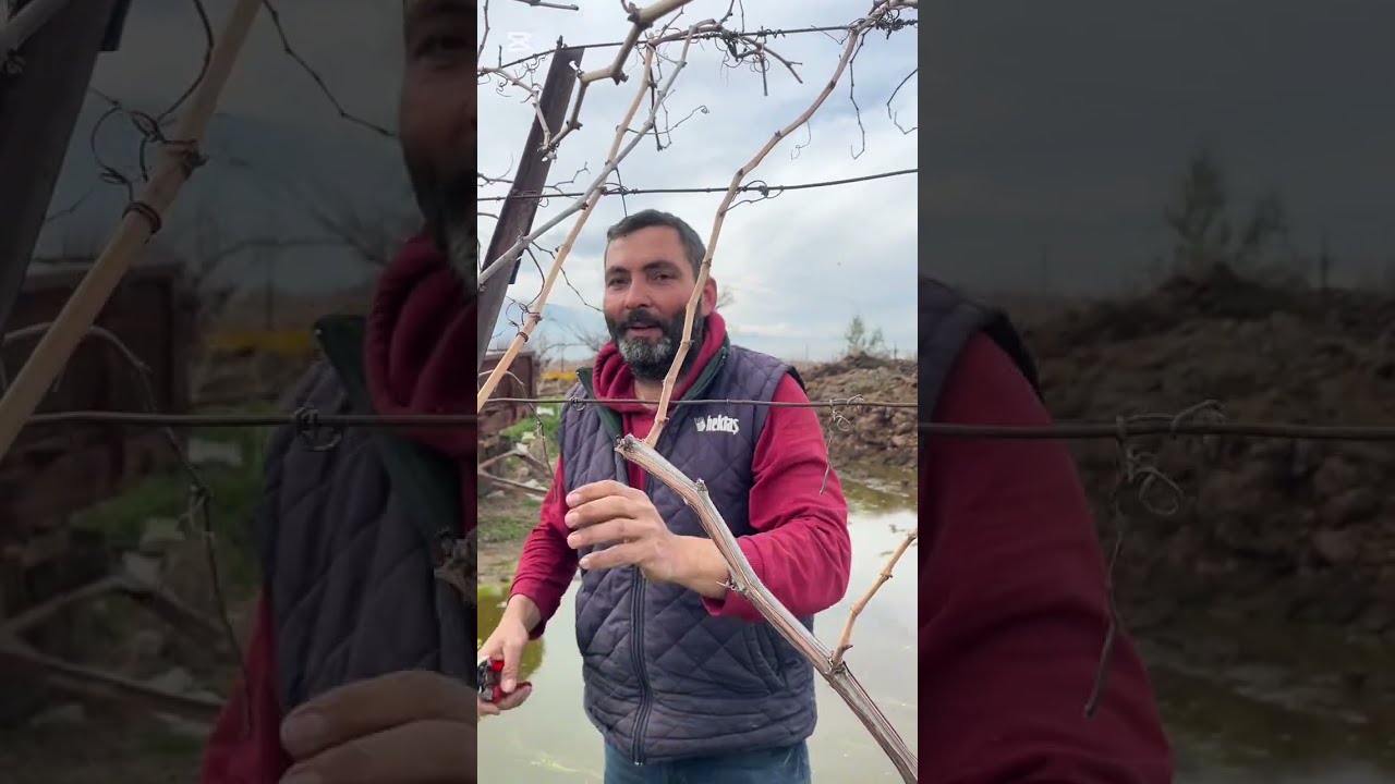 KLİPSON ÜZÜM ÇUBUĞU. ÇEKİRDEKSİZ PEMBE ÜZÜM.ÜZÜM BAĞI. HONAZ DENİZLİ. 9 şubat 2026. Foto ayfa