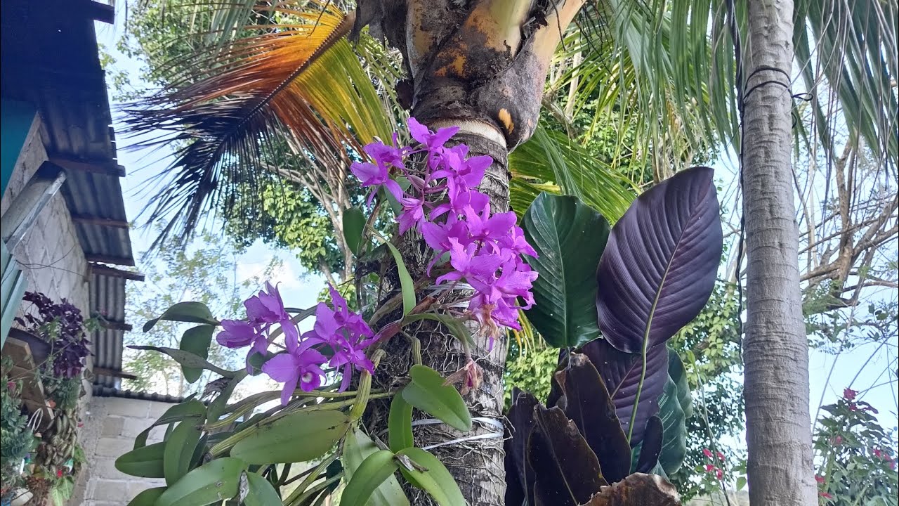 FLORACIÓN DE VERANO EN MI JARDÍN UNO DE MIS GRANDES AMORES DE LA VIDA 