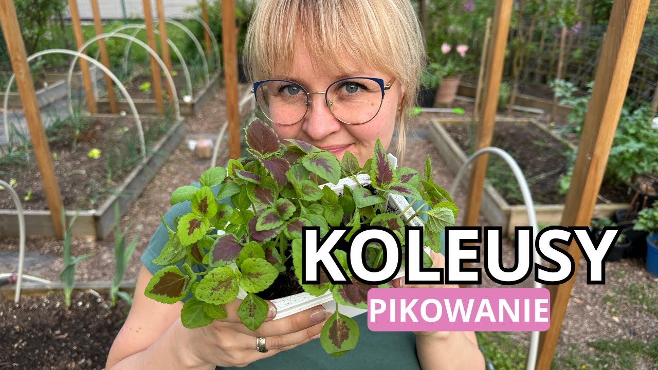 Koleusy uprawa z nasion, koleusy pikowanie, rozmnażanie wierzchołkowe. Praktyczne wskazówki uprawy.
