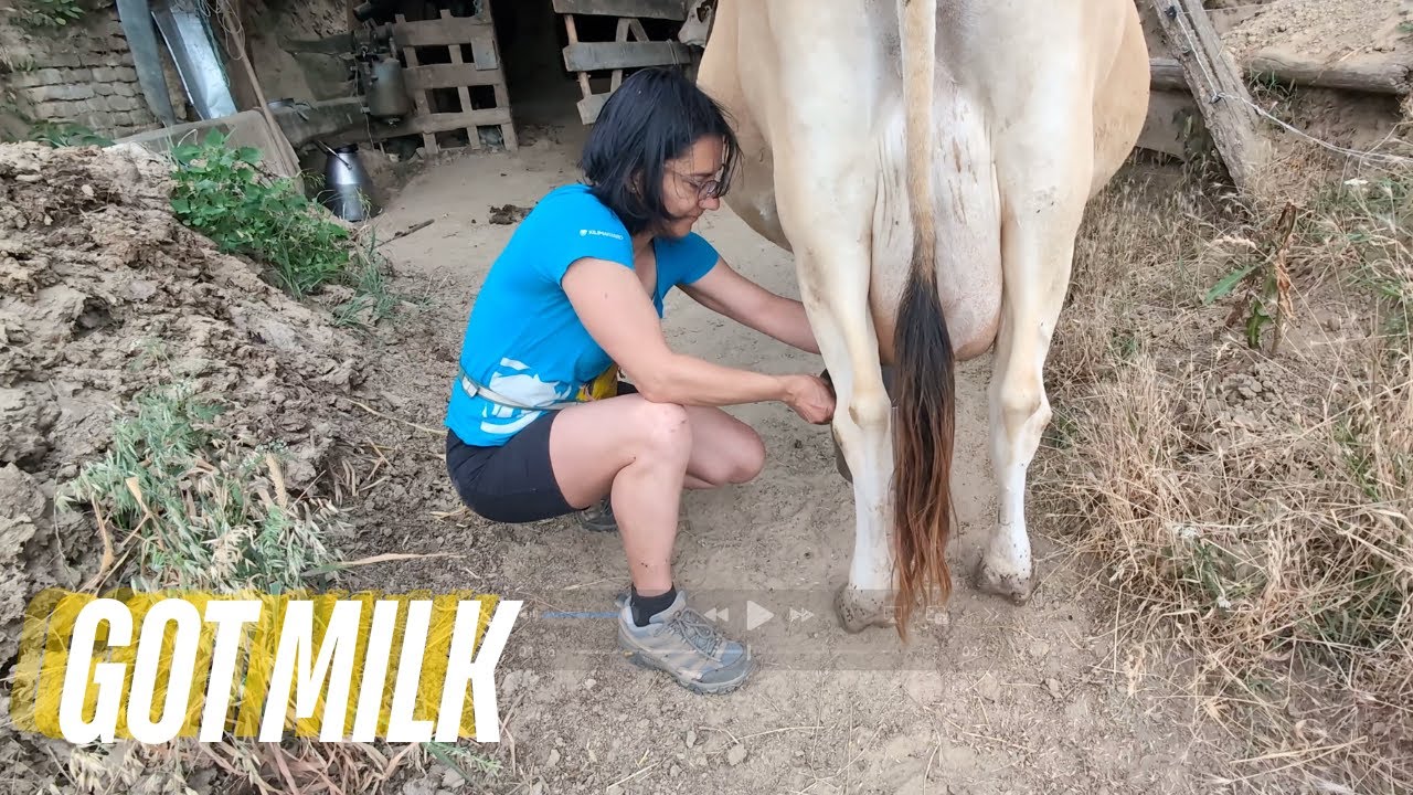 Milking cows in Hungary