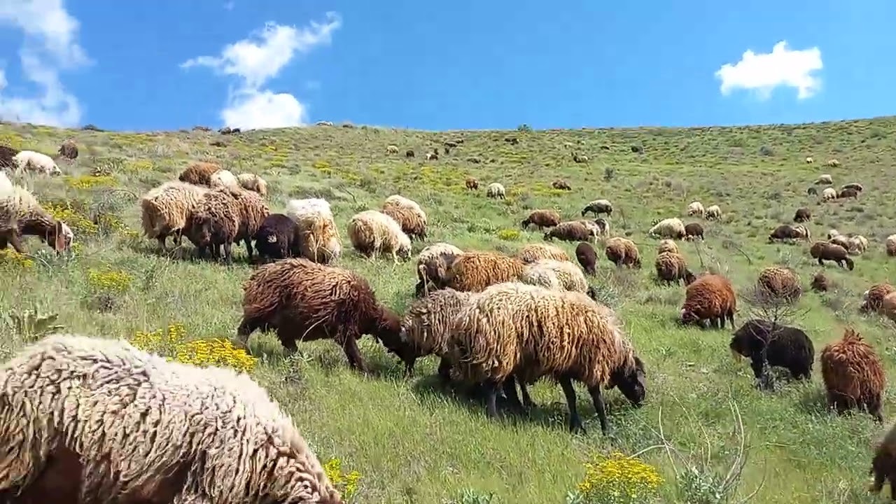 بماند یادگاری