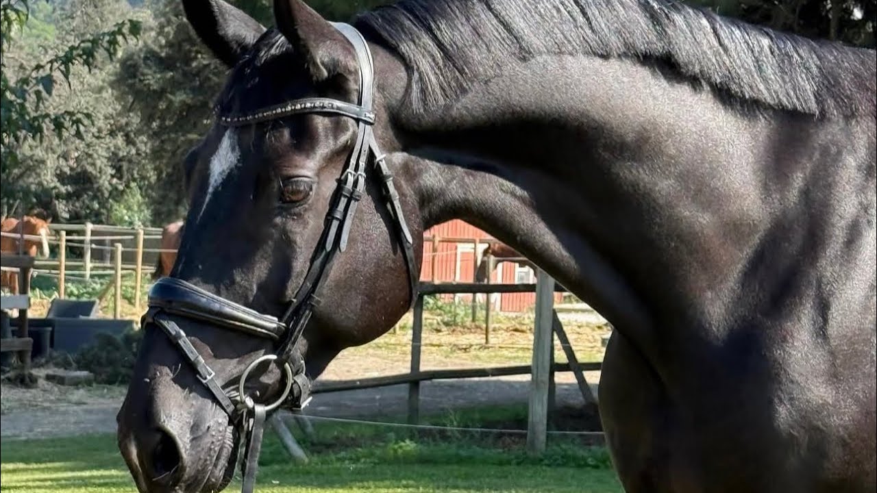 Sporty 8yo CDE 167cm gelding | REF#111 