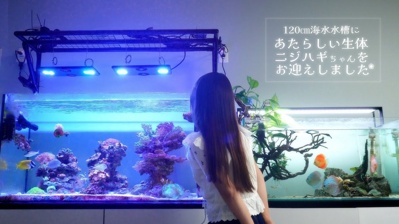 新しい生体 ニジハギちゃんをお迎えしました❀120cm海水魚水槽 アクアリウム Marin Aquarium Reef Tank.