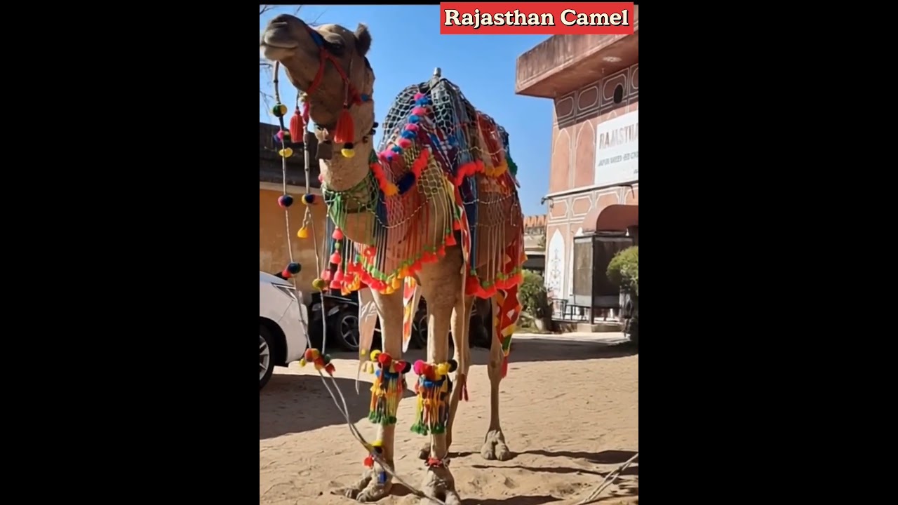 Rajasthan Camel | Camel Video | Unt ka Video 🐪🐫 Thar Camels | Indian Camel | Camels of India