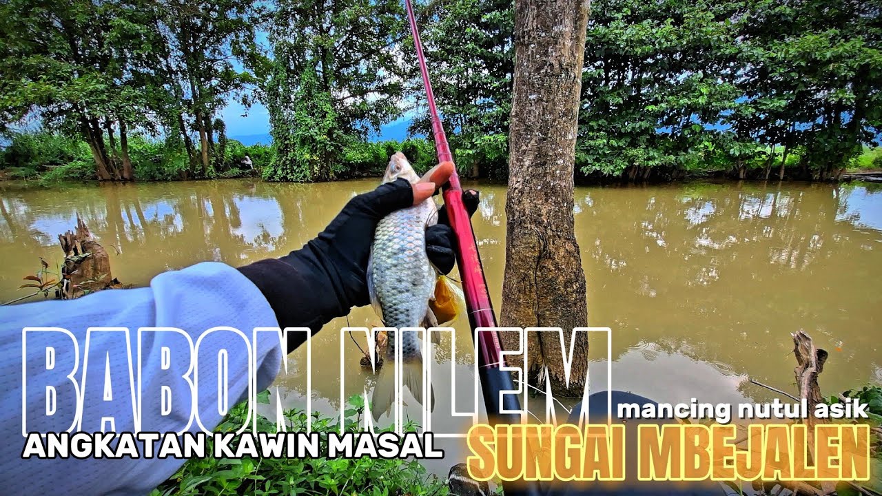 BABON BABON NILEM  MULAI MAKAN ‼️ SUNGAI MBEJALEN SEPERTINYA MULAI MUSIM KAWIN❗️