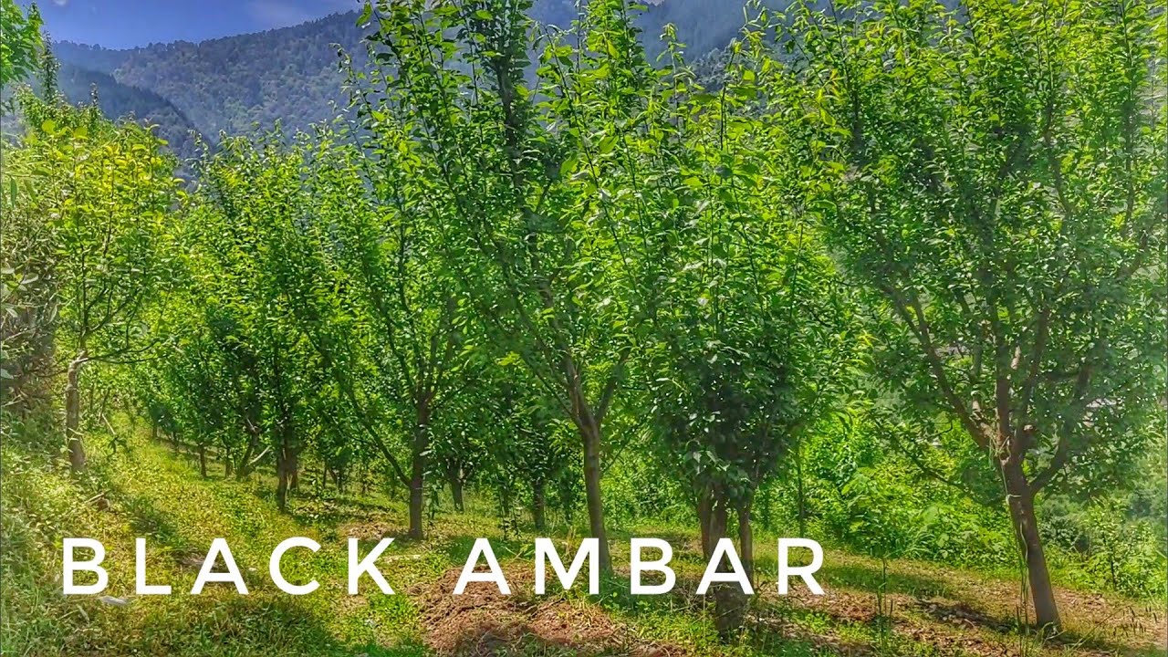 Black Amber 500 tree's🌲