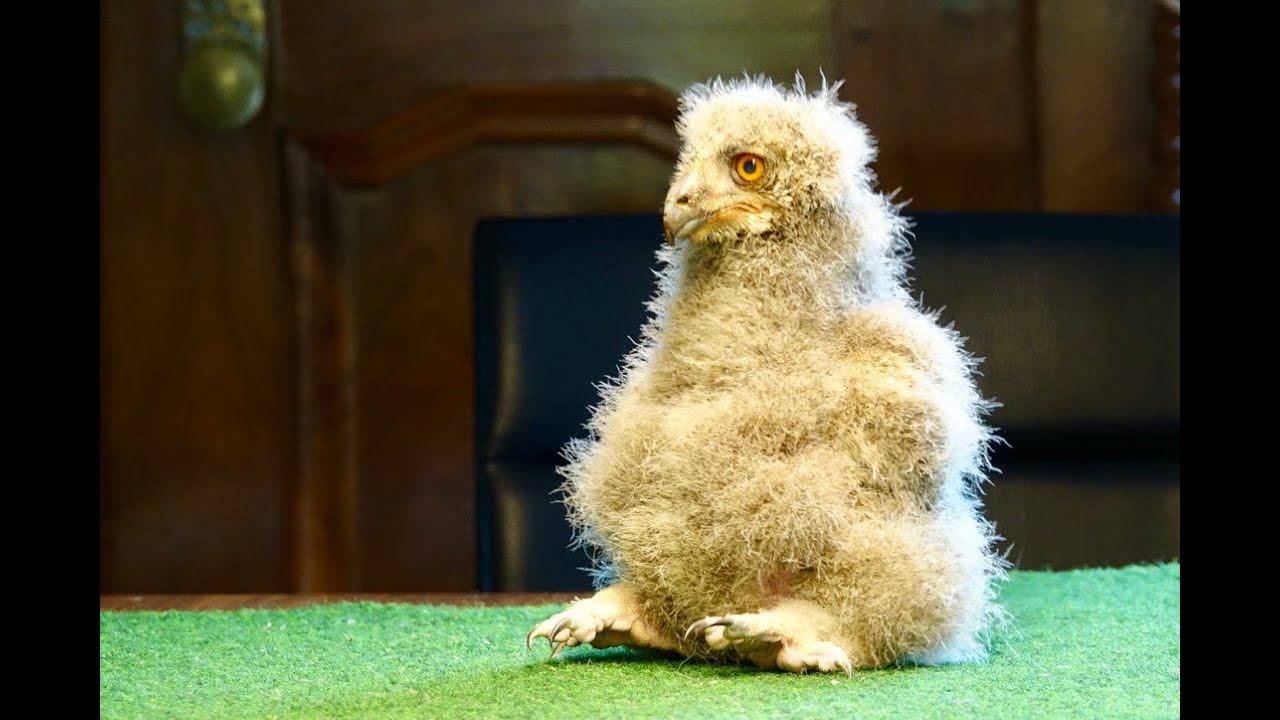 Ayla - Aufzucht eines Uhus