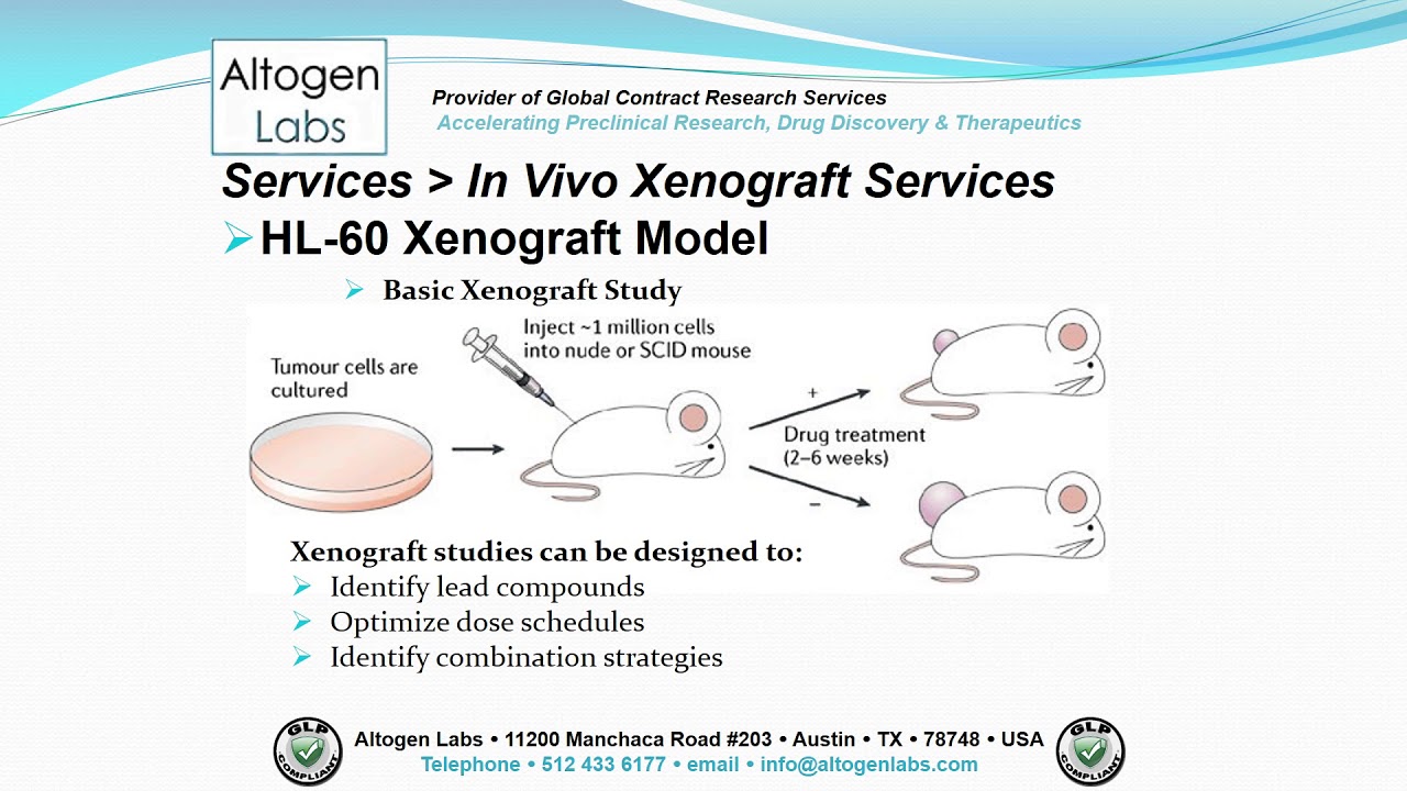 Altogen Labs HL-60 Xenograft Service Leukemia