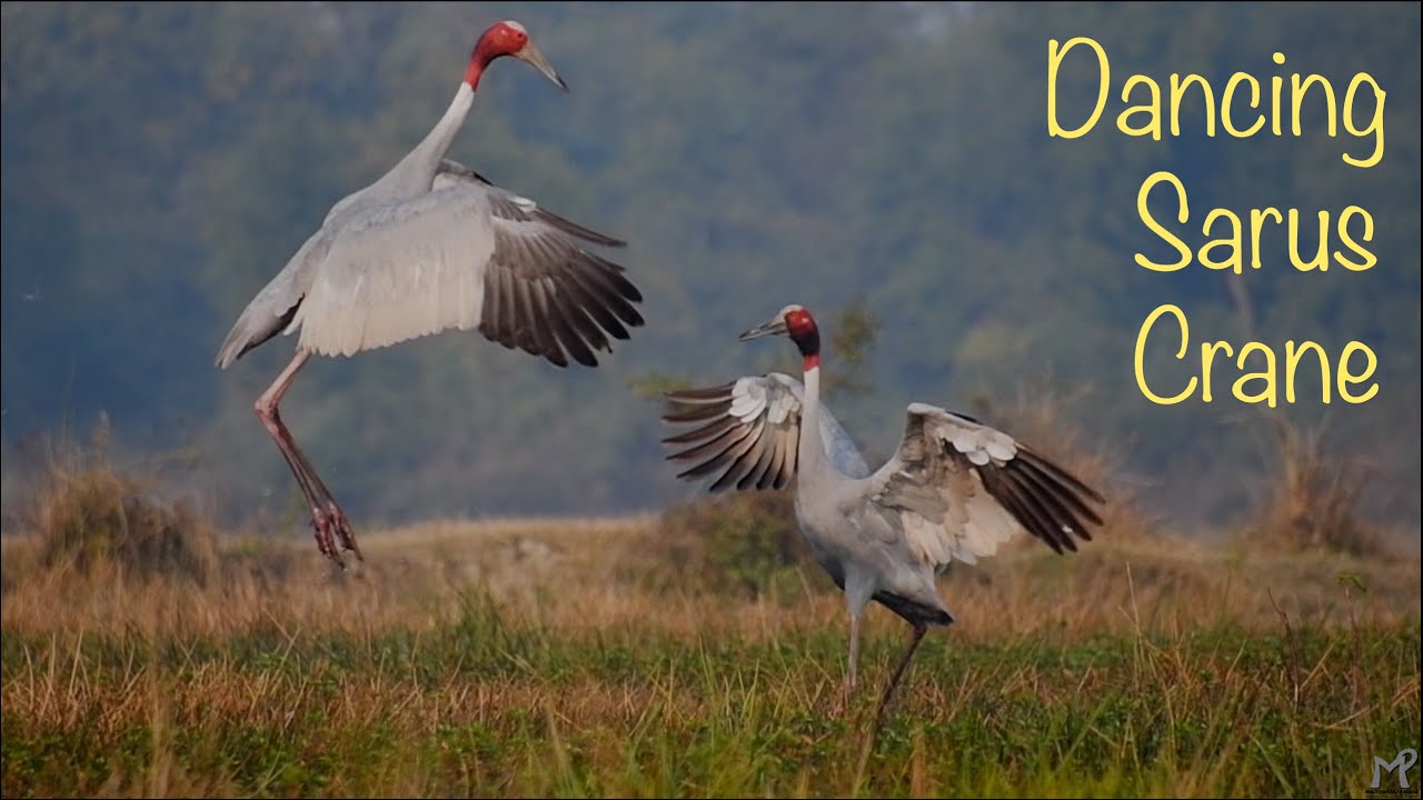 Dance of Sarus Crane | Tallest flying Bird | India | Mrityunjai Pathak |