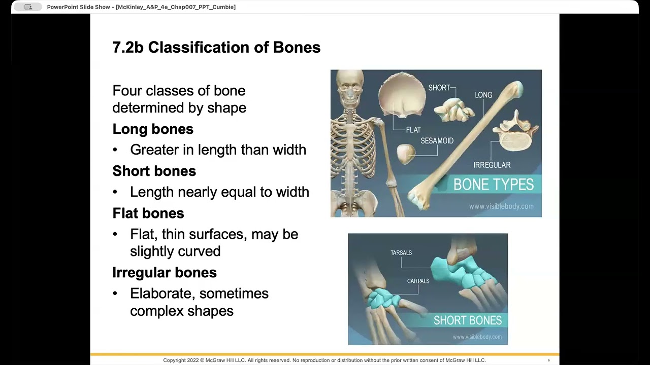 BIOL240- Chapter 7: The Skeletal System