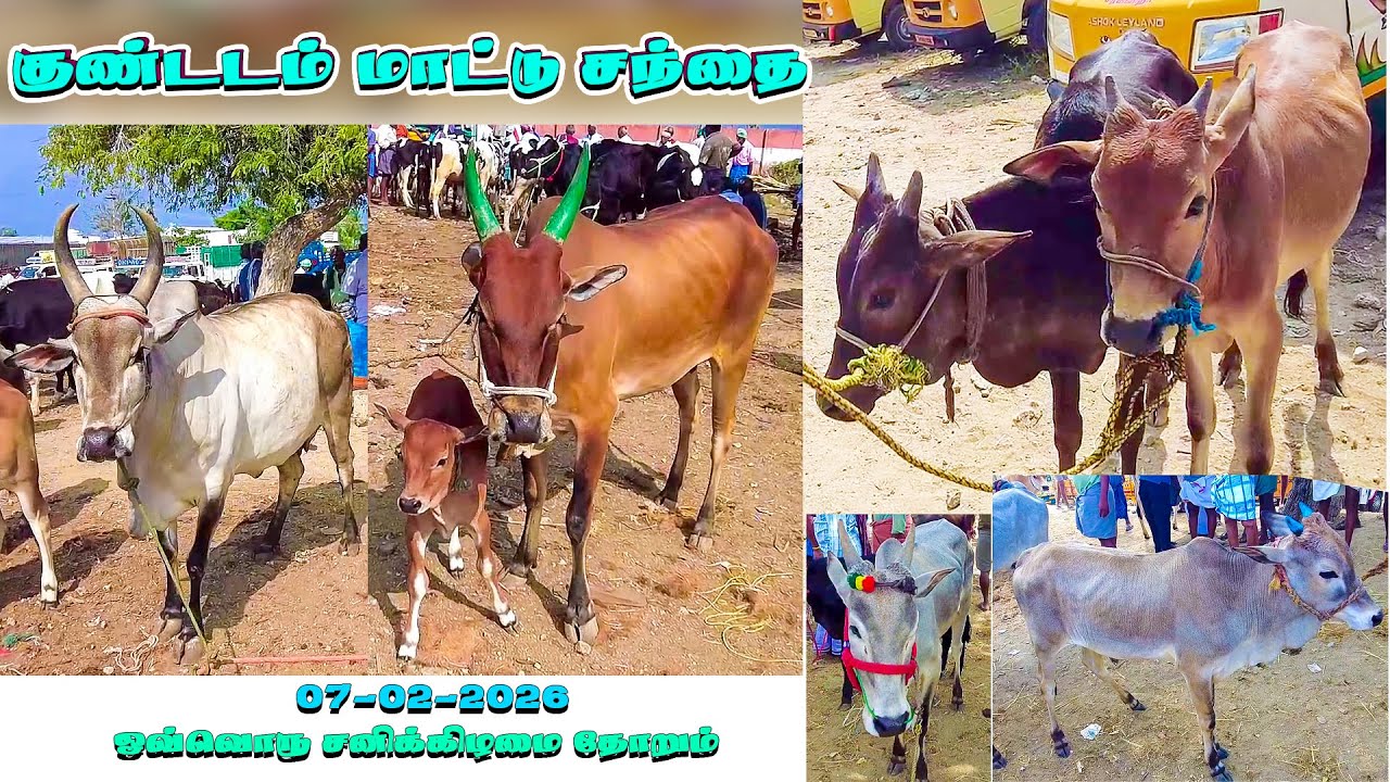 Kundadam Matu sandai குண்டடம் மாட்டு சந்தை இந்த வார சந்தை நிலவரம் #kangeyam_breed