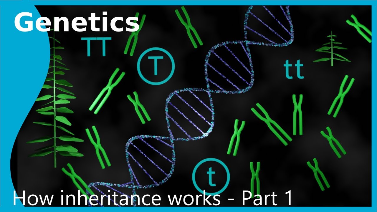 Genetics - How does inheritance work: Monohybrid Inheritance