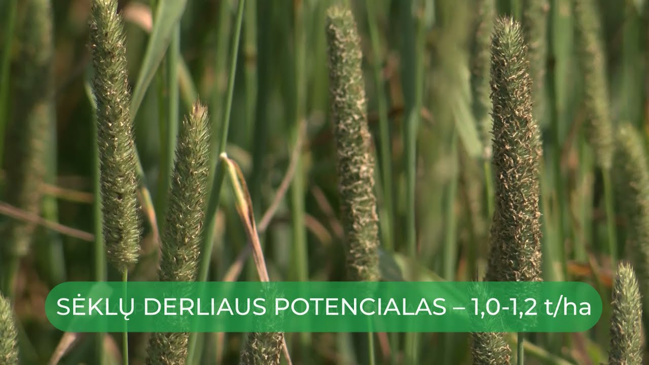 Pašarinių motiejukų UULA sėklininkystė