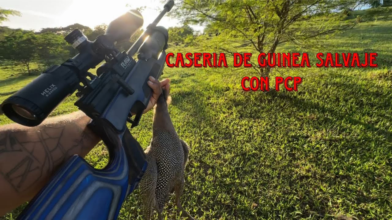 Casería de guineas salvajes ￼