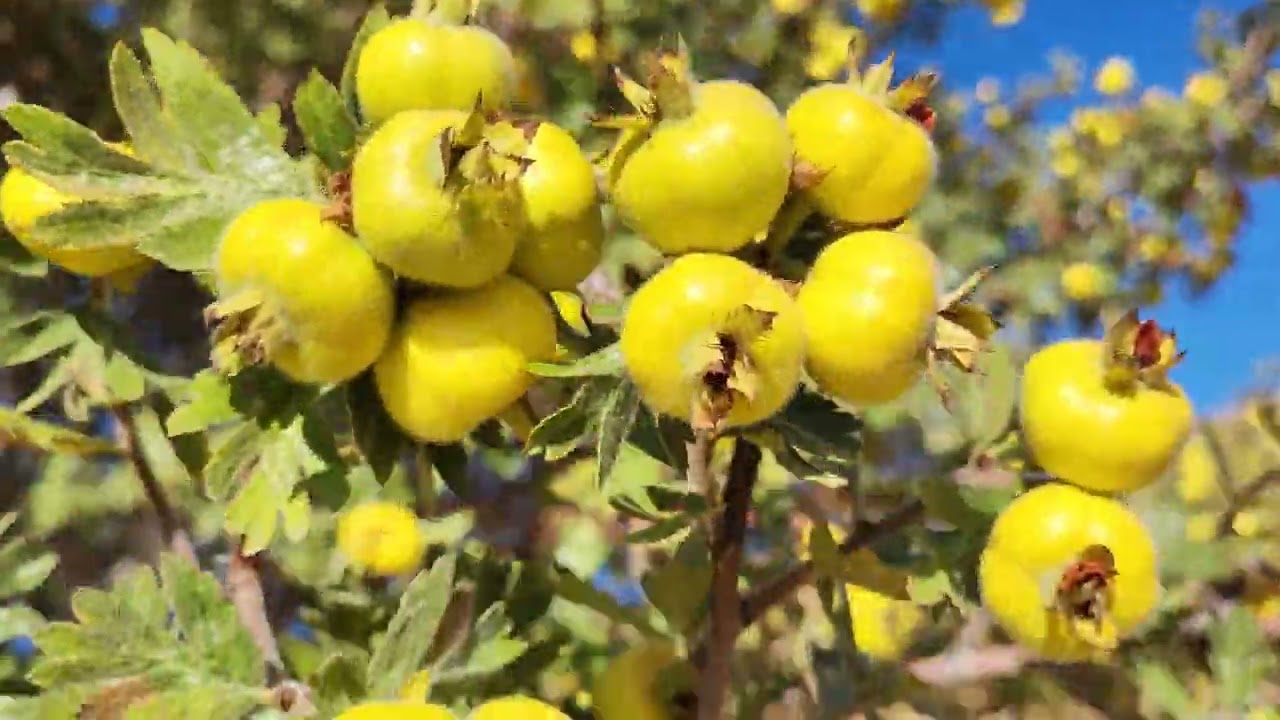 Sari alıç köyde bedava şehirde kilosu 150 lira. #sivas