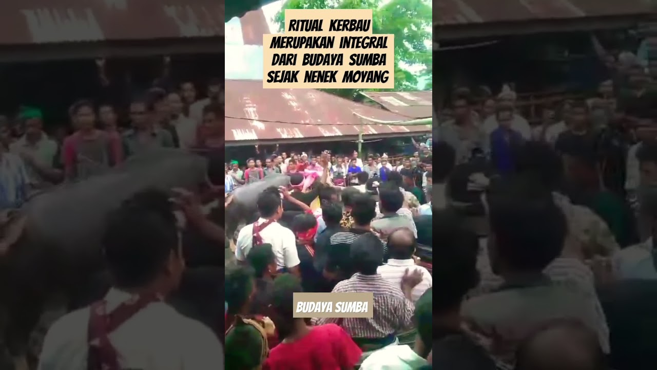 Ritual Kerbau Sumba Merupakan Bagian Integral Adat Sumba Sejak Nenek Moyang #tradisi #adat #news