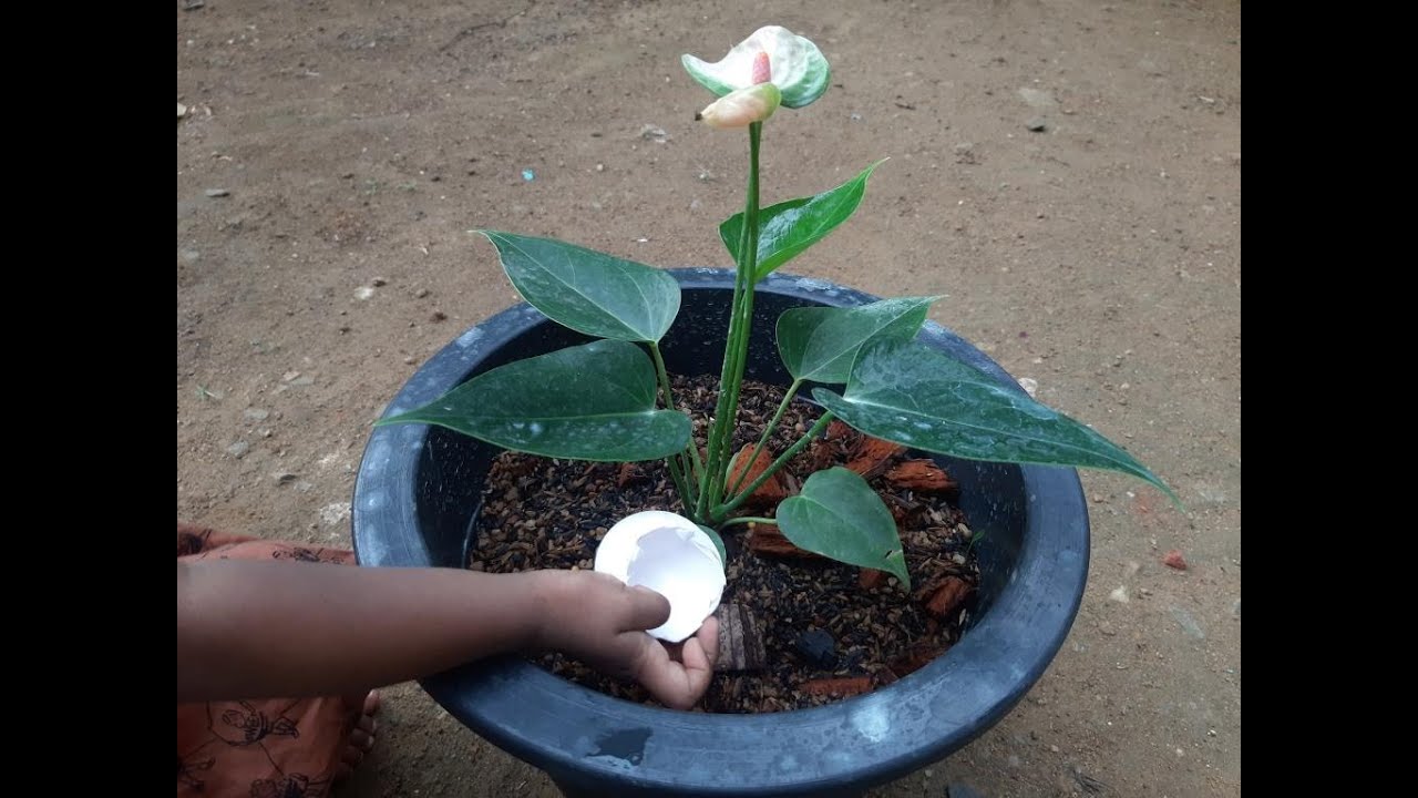 Egg Cell fertilizer | බිත්තර කටු වලිනුත් කාබනික පොහොර