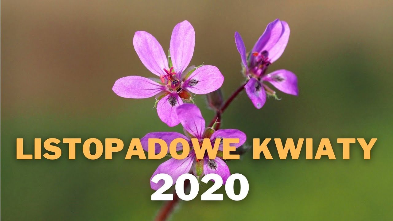 Listopadowe kwiaty 2020