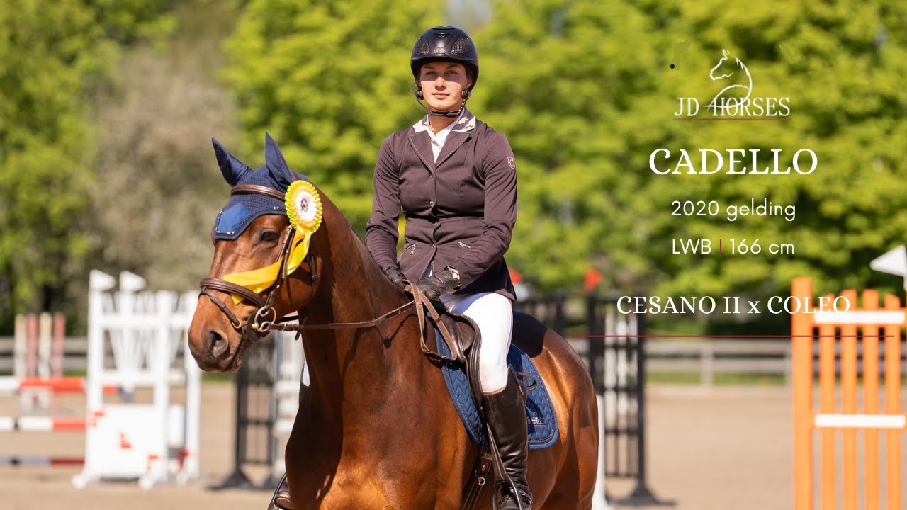 𝐂𝐀𝐃𝐄𝐋𝐋𝐎 2020 gelding, Kleisti 100cm 2nd place, May 2025