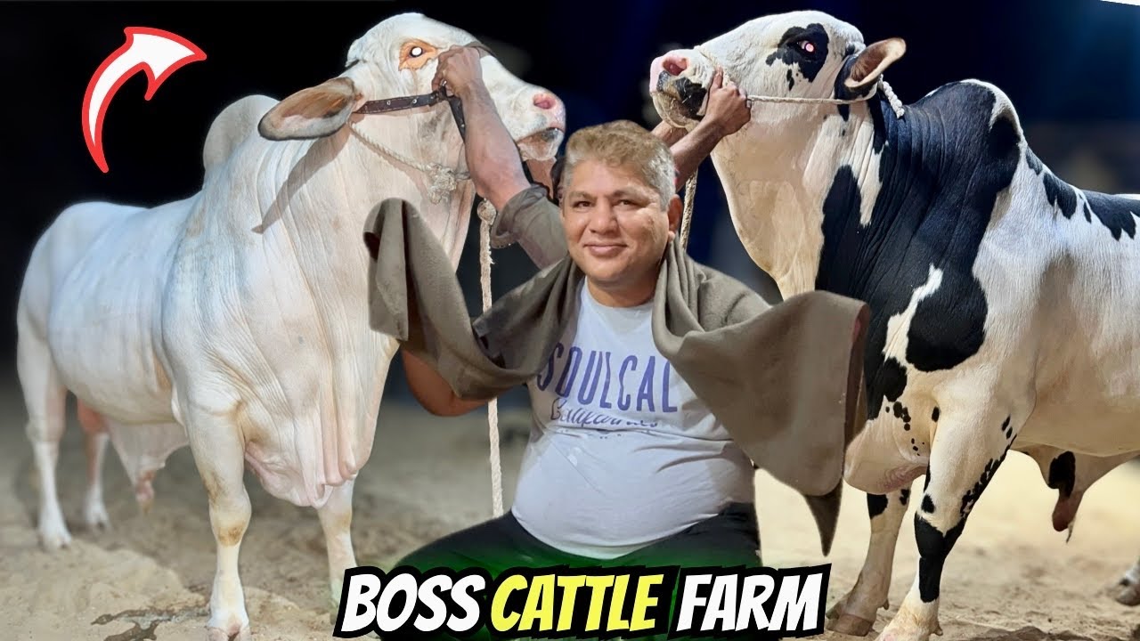 Get Together Party 🎉 | Boss Cattle Farm