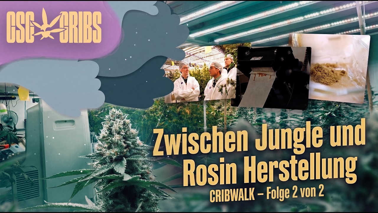 Zwischen Jungle und Rosin Herstellung Teil 2. | Cribwalk beim CSC Speyer e.V.