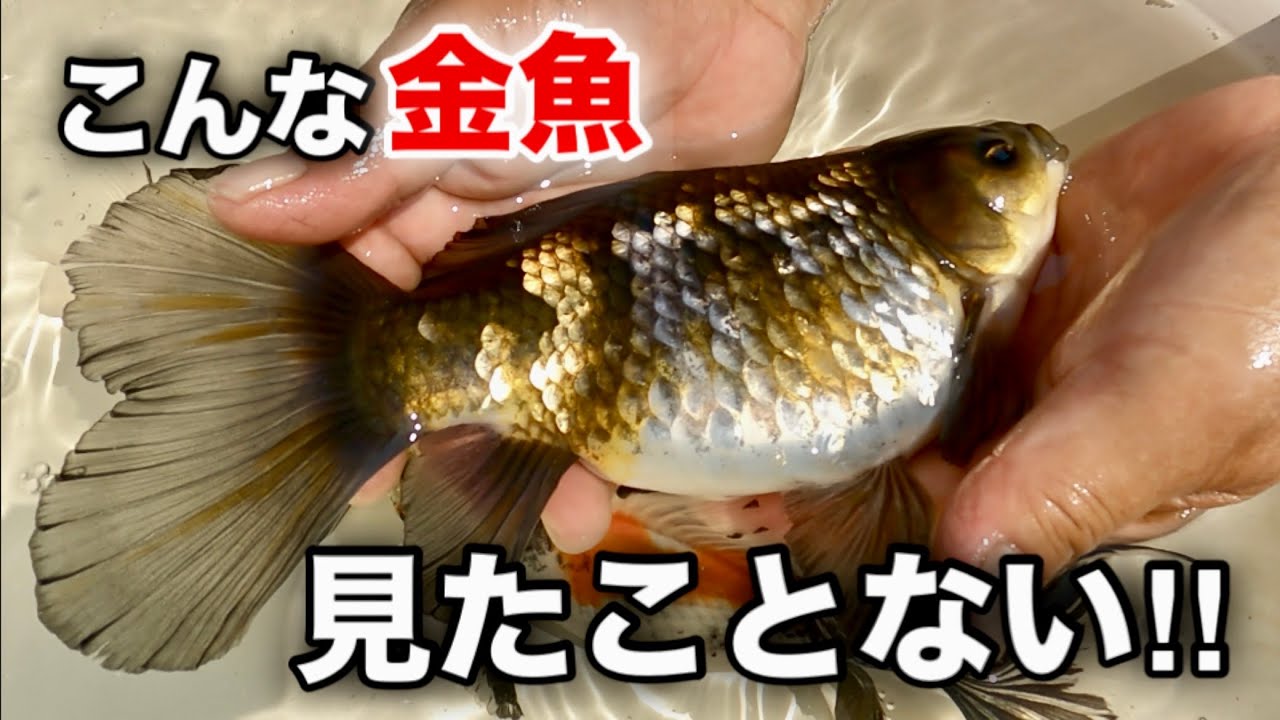 【野浪養魚場】金魚飼育歴36年の「レジェンド愛好家」野浪さんに今1番好きな品種を聞いてみました‼︎今回は長物金魚を中心に見たことないような金魚も登場します‼︎
