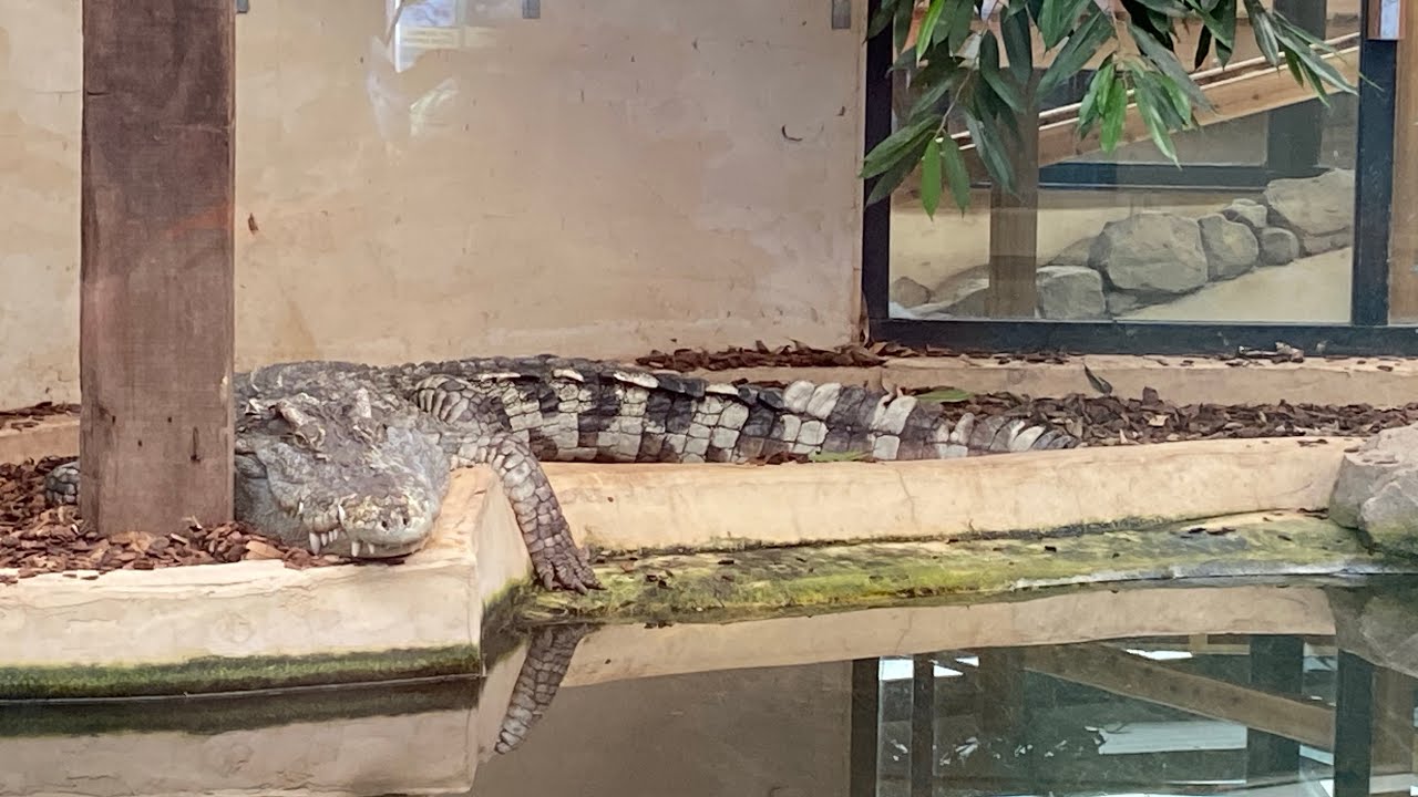 Our trip to Crocodiles of the World in Oxfordshire