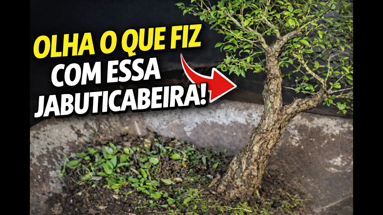 Começando um Bonsai de Jabuticabeira: O Primeiro Passo que Ninguém Explica