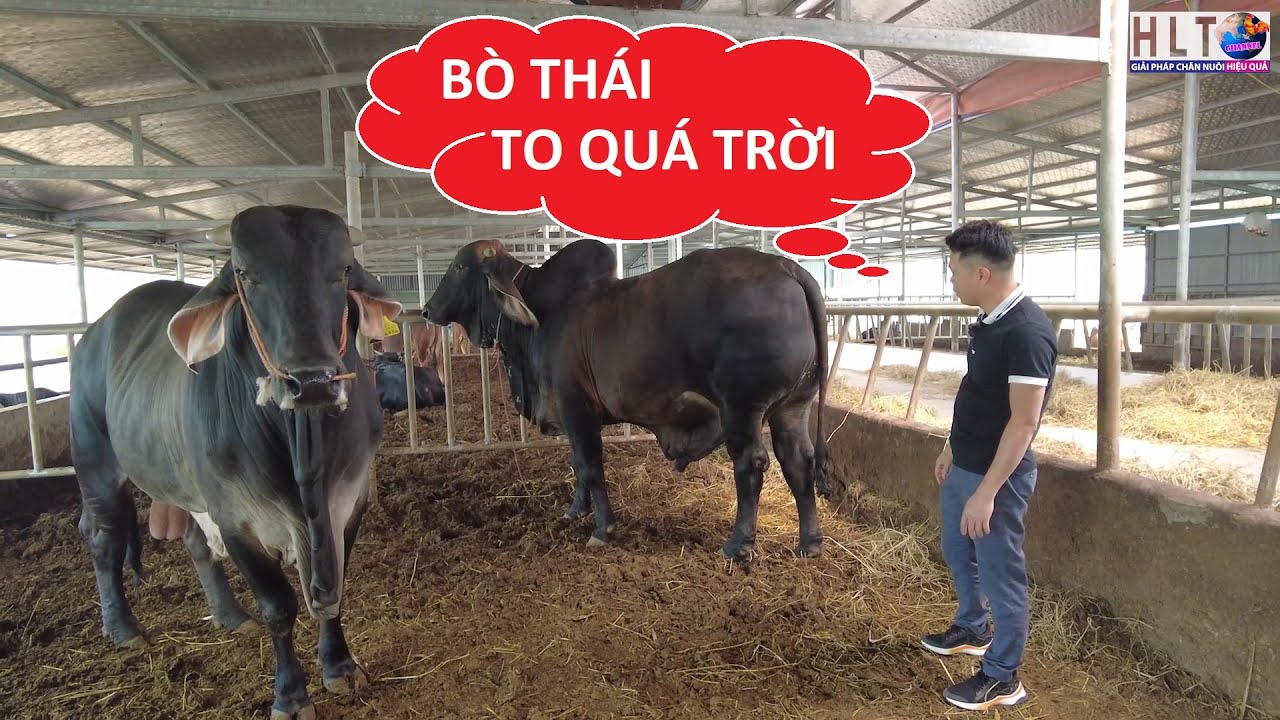 REVIEW MÔ HÌNH NUÔI BÒ THỊT - CHUỒNG ĐẸP NÊN HỌC HỎI