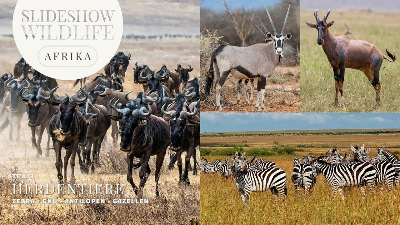 WildLife Afrika Teil 03 - Herdentiere