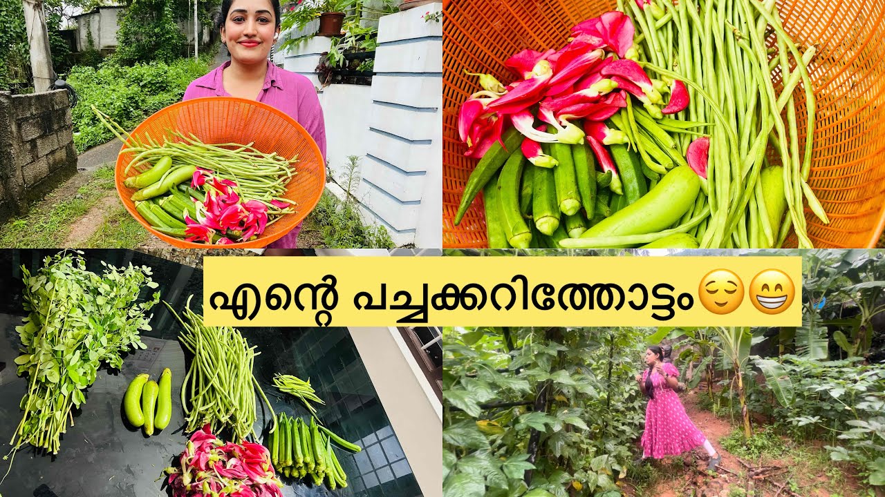 എന്റെ പച്ചക്കറിത്തോട്ടം🤣😁🤪
