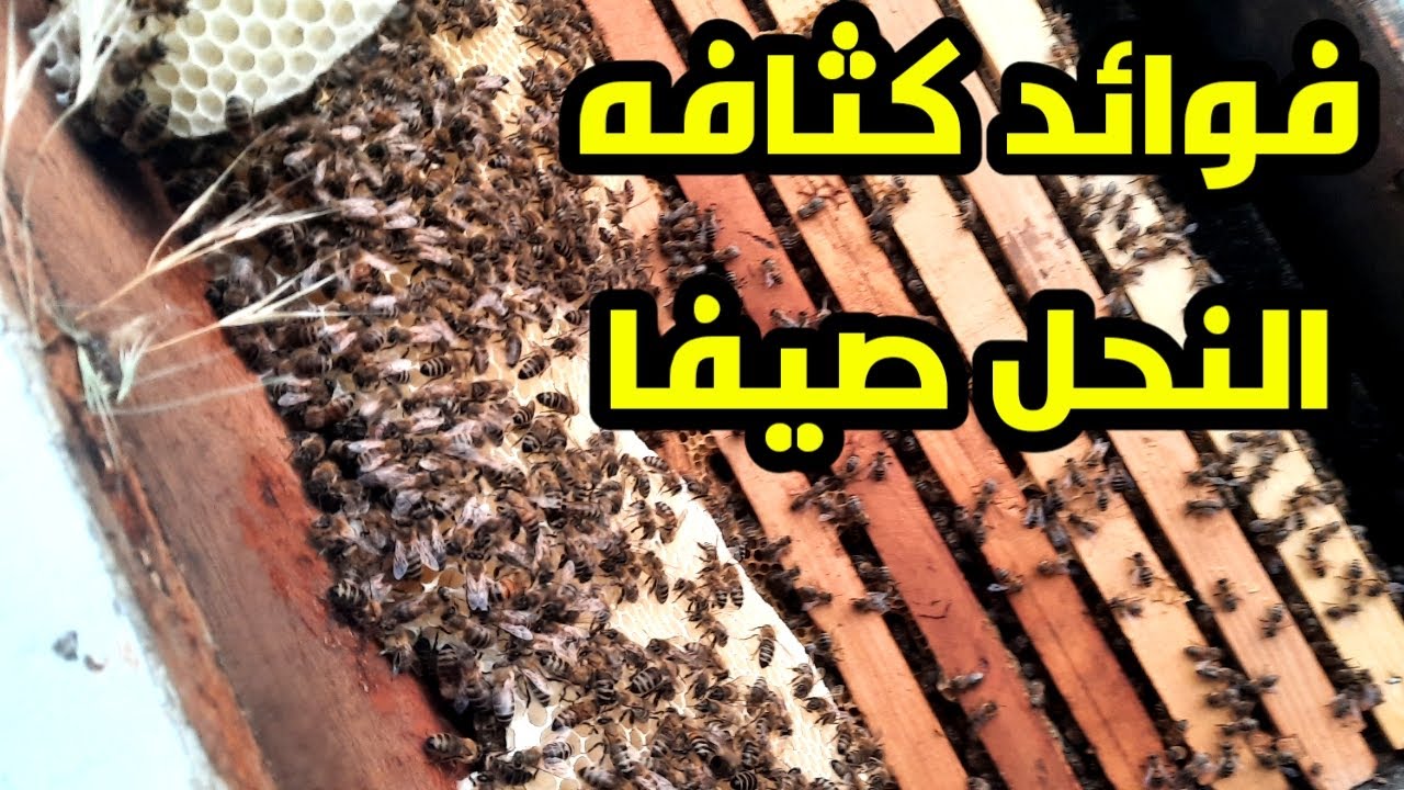 تجيش النحل صيفا ما الغايه منه