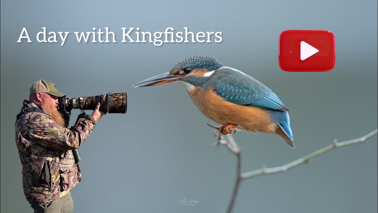 A day with the Kingfishers