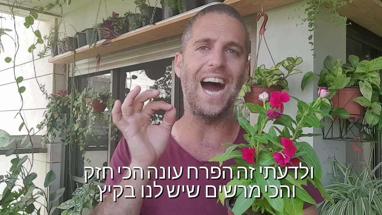 פרחי עונה שפורחים בגינה במשך כל הקיץ