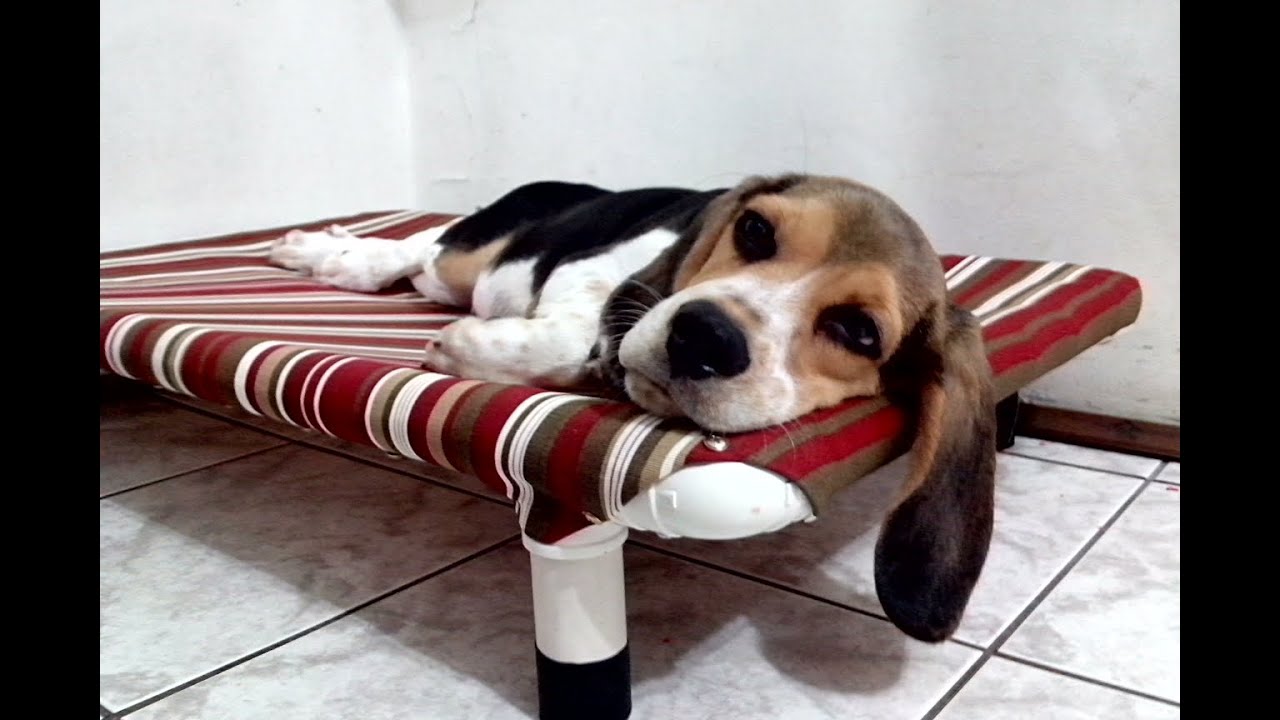 Cama PVC PET Cachorro & Gato - Veja como fazer com baixo custo, resistente, higiênica...