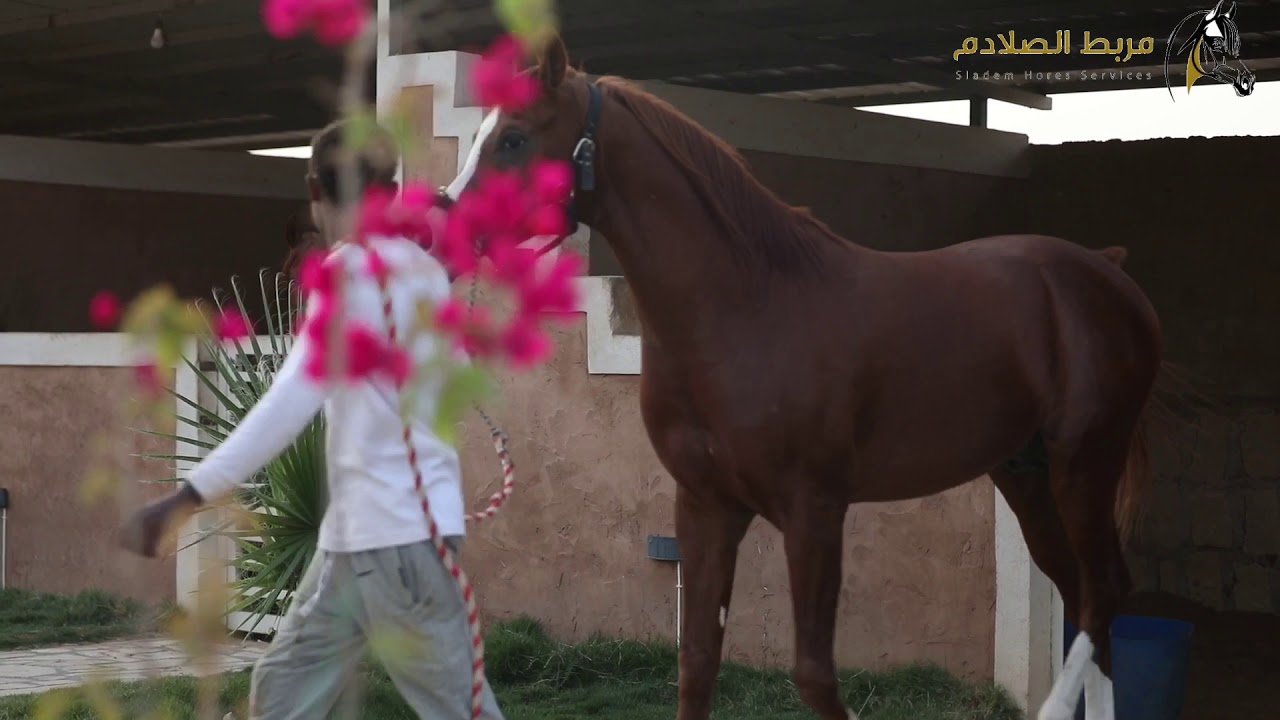 مربط الصلادم