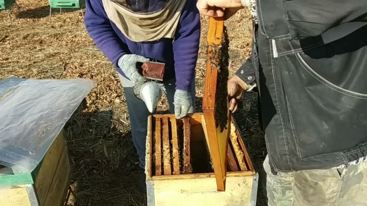 EGALAM FAMILIILE DE ALBINI #apicultura2021