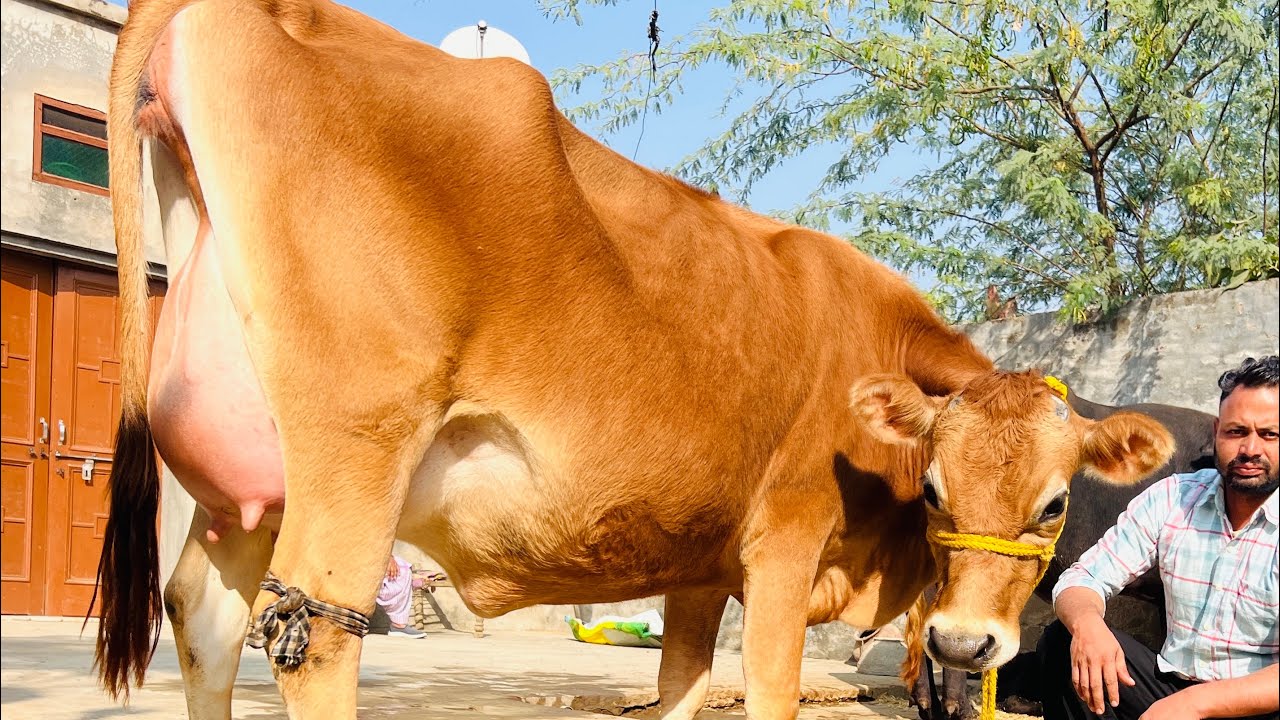 2 ਦੰਦ ਖੂਬਸੂਰਤ ਜਰਸੀ ਵਹਿੜ ਵਿਕਾਉ-top class jersey cow for sale #brardairyfarmmoga 