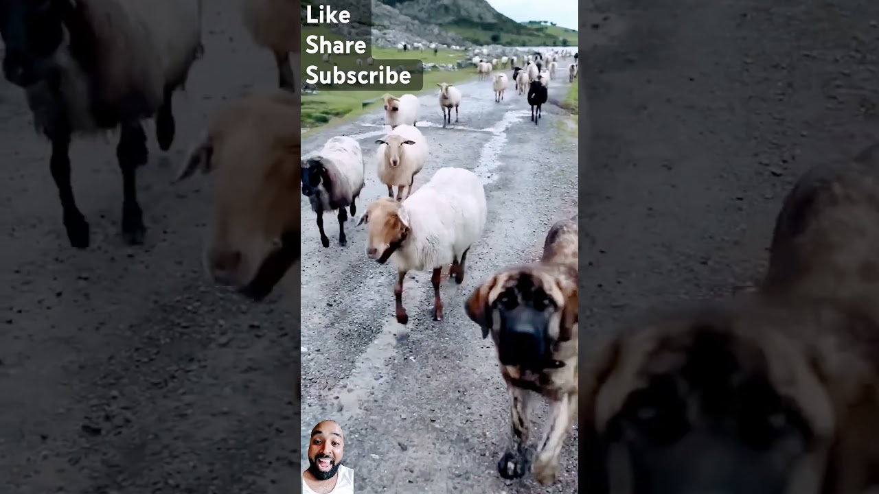 Sheep Sound 🐑 | SHEEP #shorts​ #viral​ Sheep sound effects | Animals sounds | Animals sound effects