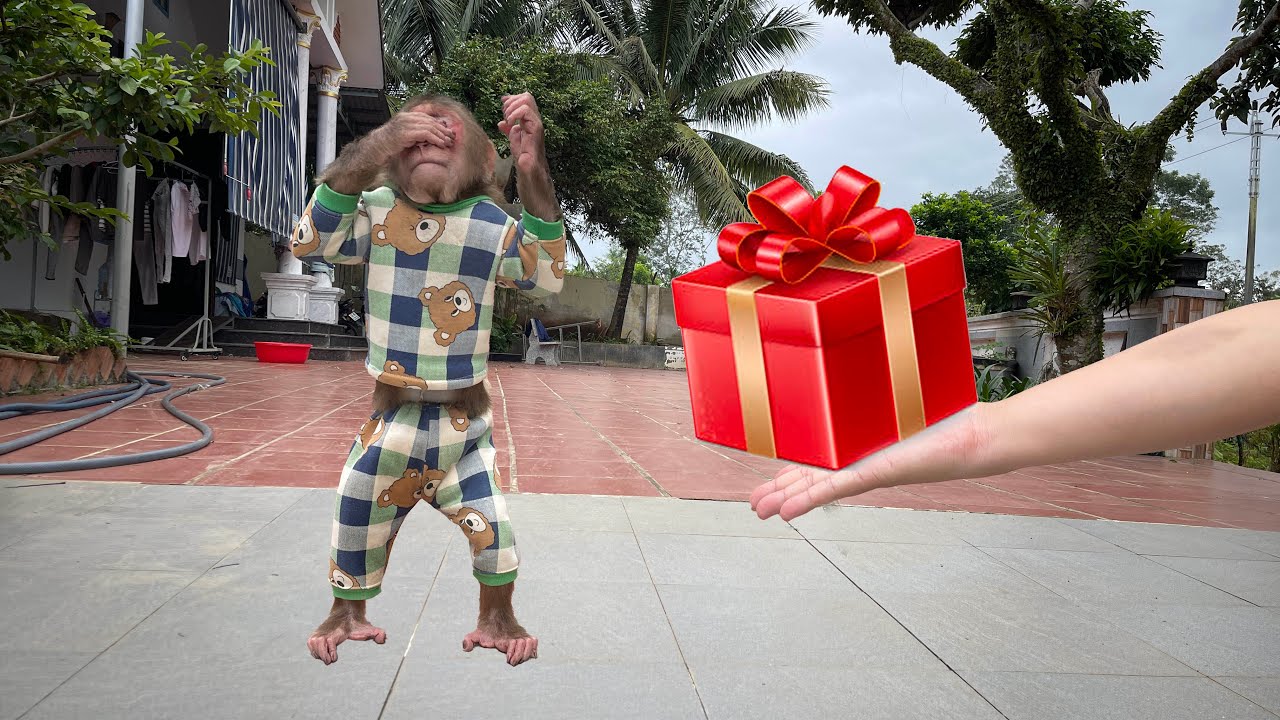 Heartwarming Surprise! Cubis Gets an Unexpected Gift from Dad ❤️