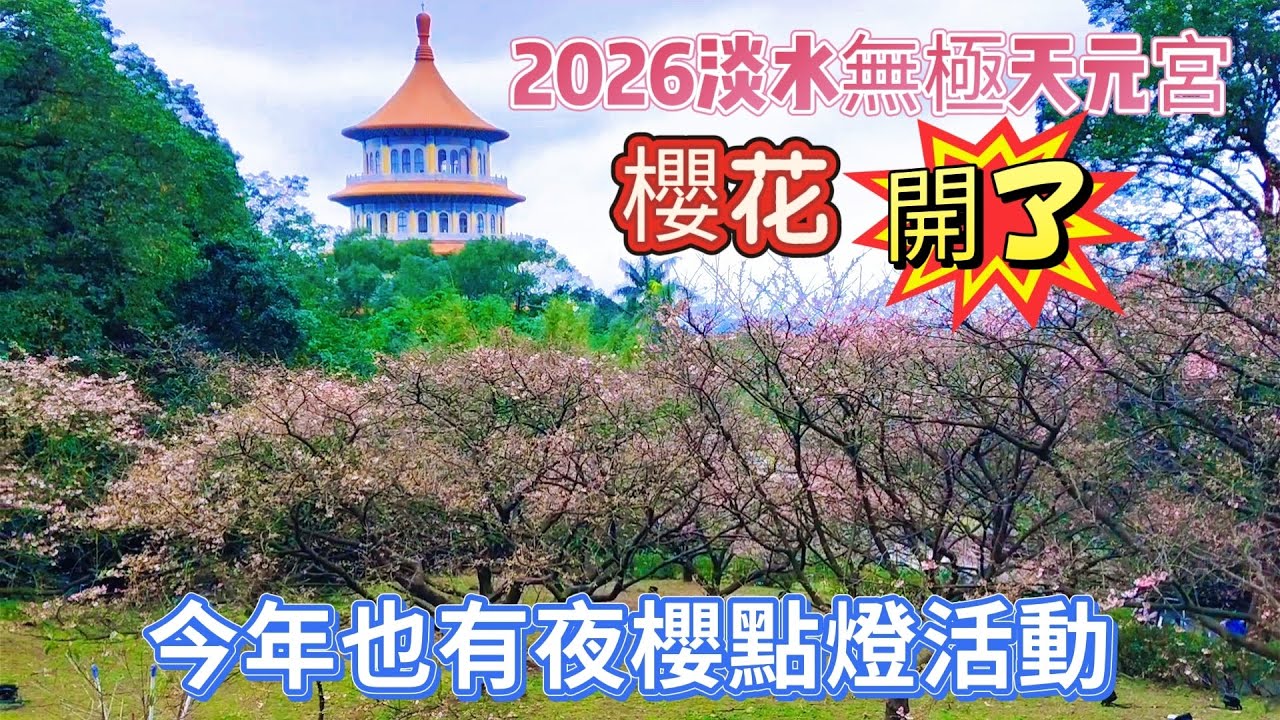 2026淡水無極天元宮，櫻花開了！今年於1/29~2/11晚上5：00~8：00也有夜櫻點燈活動！  |  @九天遊記 91