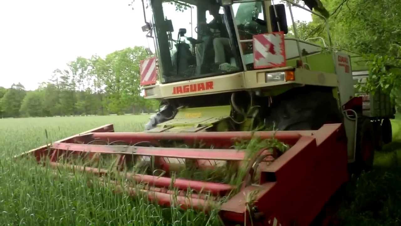 Koszenie żyta  cz1/claas jaguar.